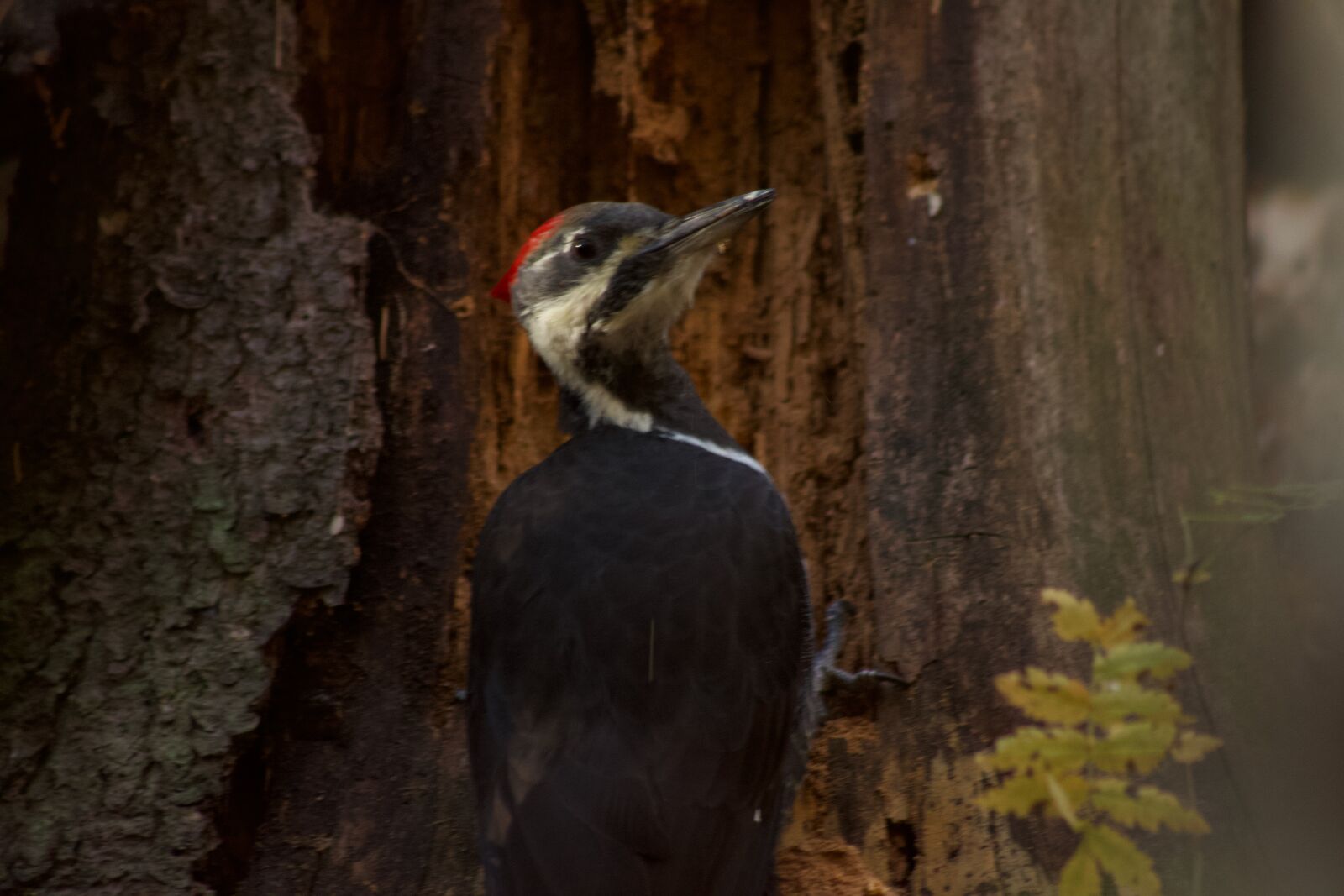 Canon EOS 500D (EOS Rebel T1i / EOS Kiss X3) sample photo. Pleated woodpecker, pleated, woodpecker photography