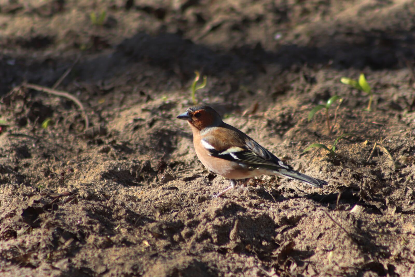 Canon EOS 800D (EOS Rebel T7i / EOS Kiss X9i) sample photo. Chaffinch, fink, bird photography