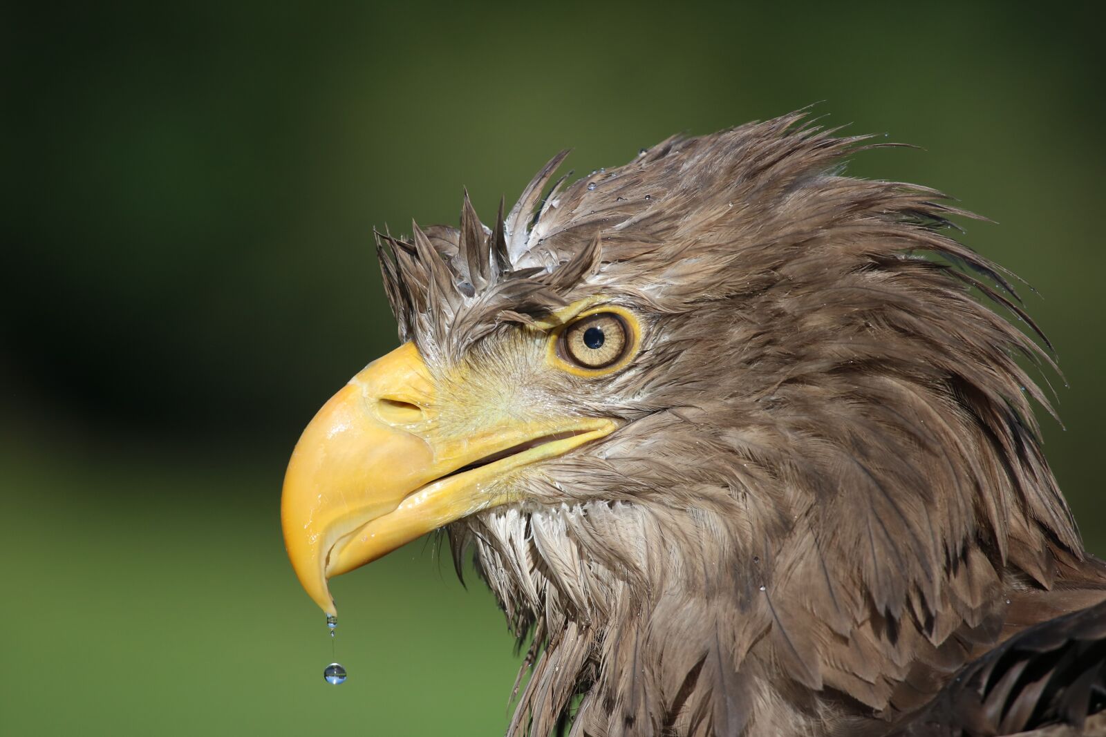 Canon EOS 760D (EOS Rebel T6s / EOS 8000D) sample photo. Eagle, white tail, water photography