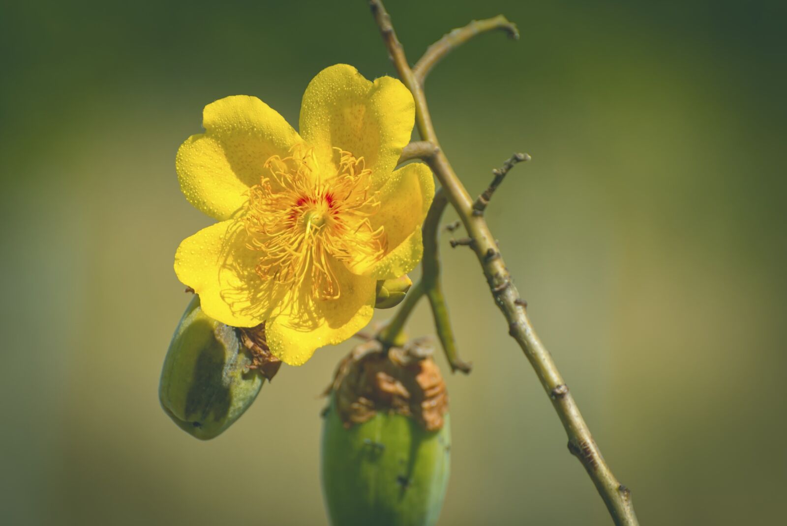 Nikon D7200 sample photo. Yellow flower, flowers, brazil photography