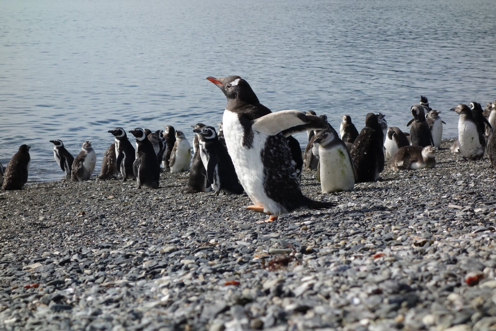 Sony Cyber-shot DSC-RX100 sample photo. Penguins, mountain, sea photography