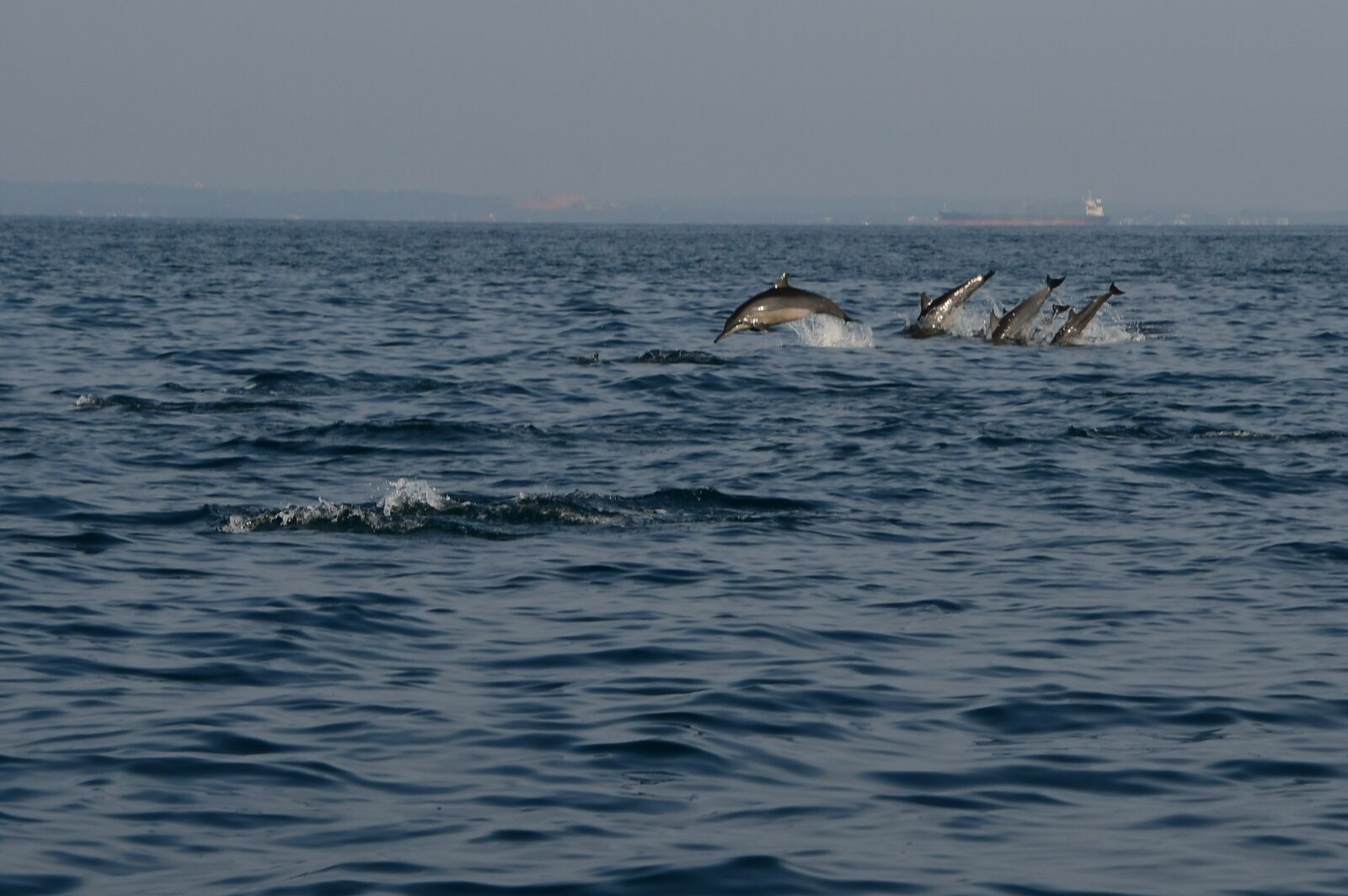 Nikon D500 sample photo. Dolphins, jump, sea photography