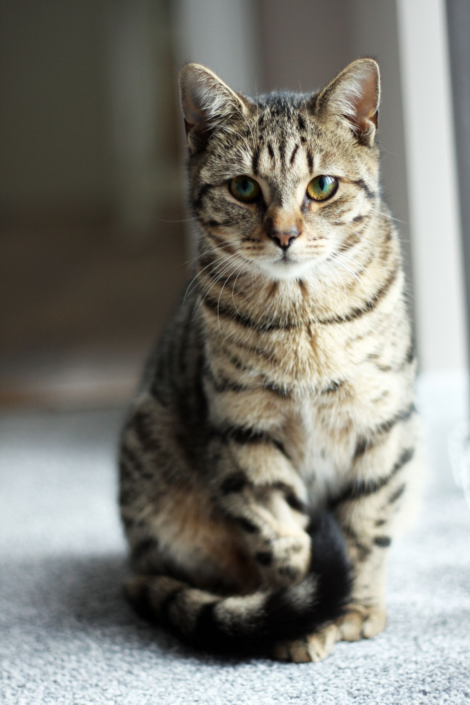 Canon EOS 40D sample photo. Cat, tabby, kitten photography