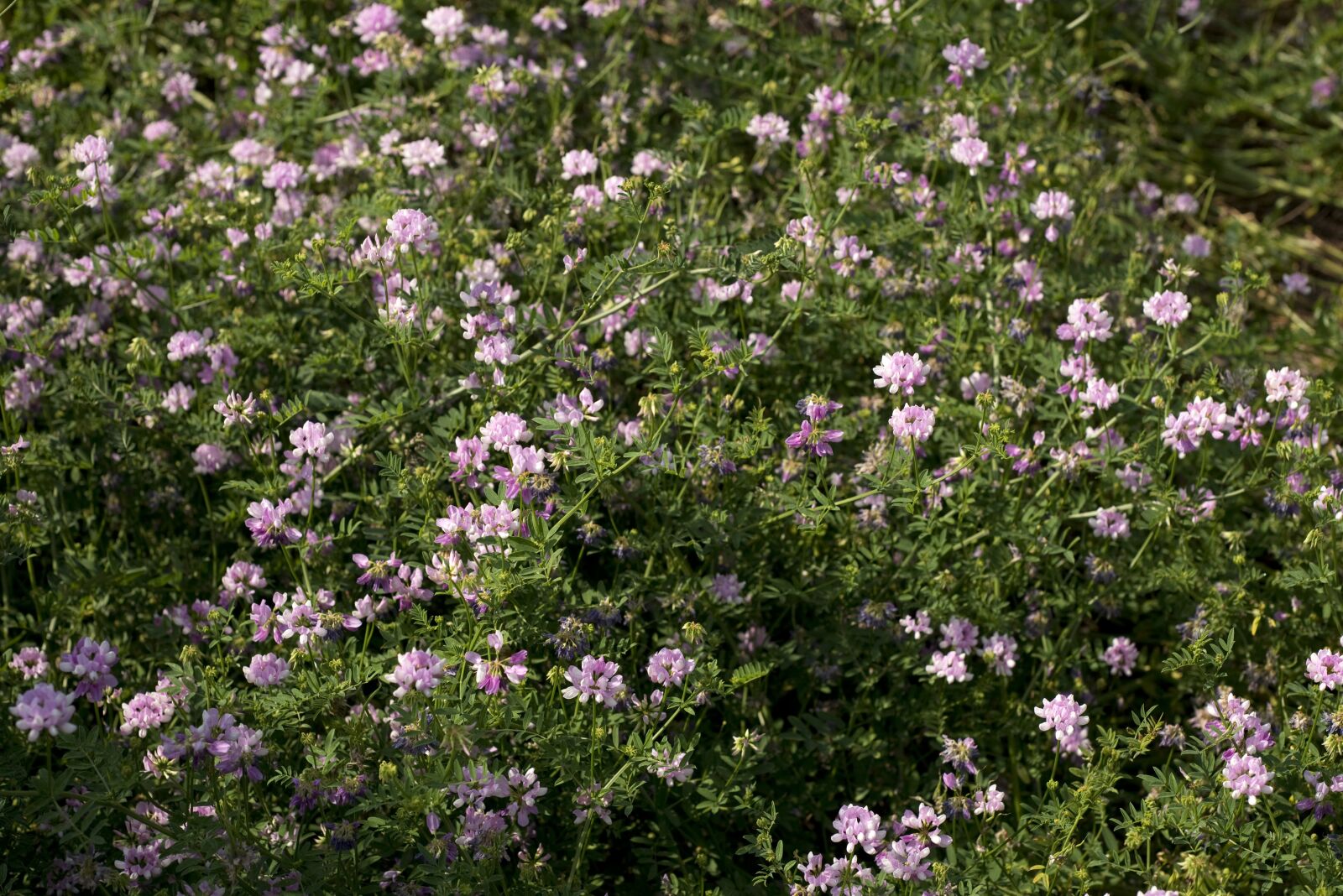 Nikon D610 sample photo. Nature, natural, purple photography