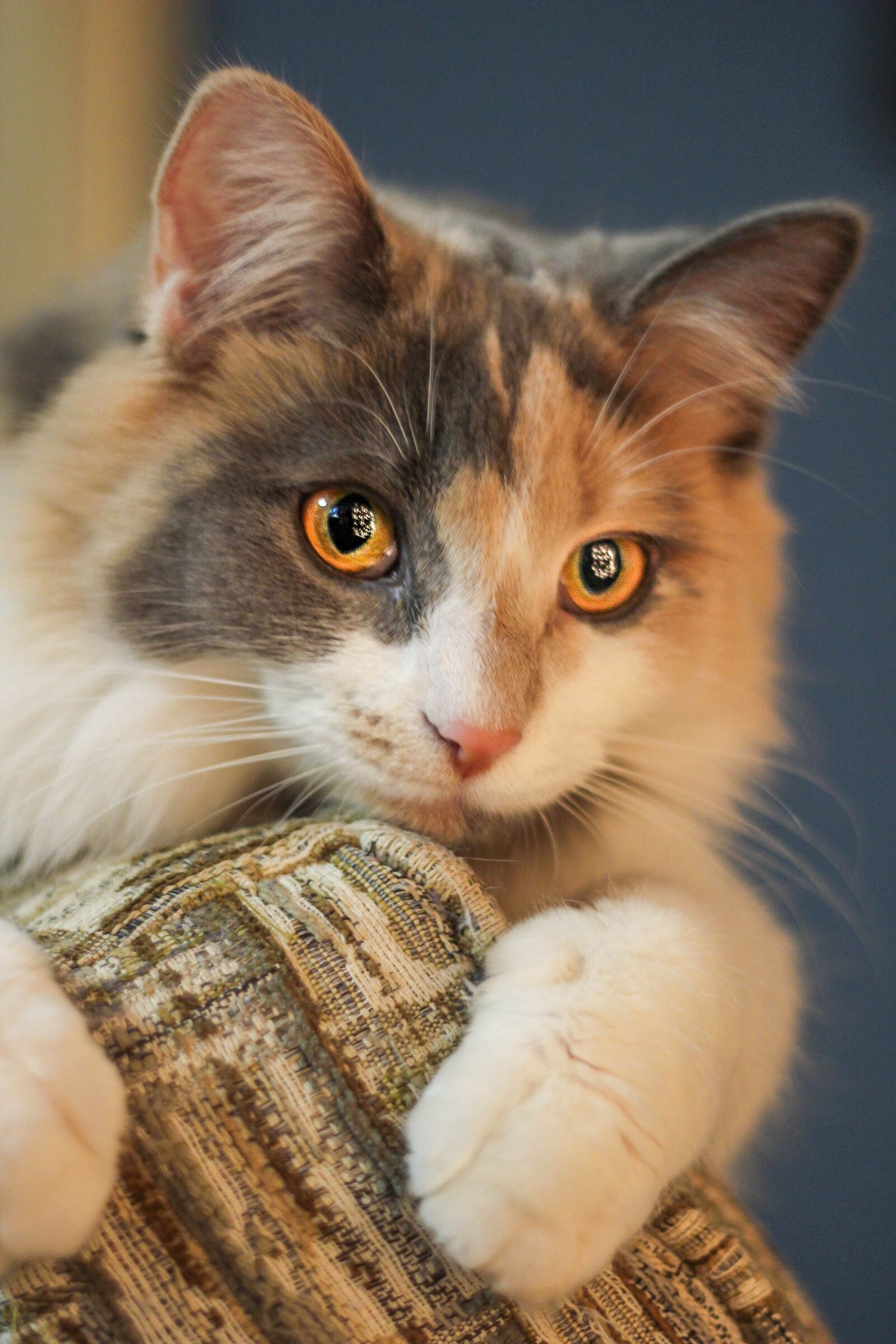 Canon EOS 60D + Canon EF 50mm F1.8 II sample photo. Kitten, cat, eyes photography