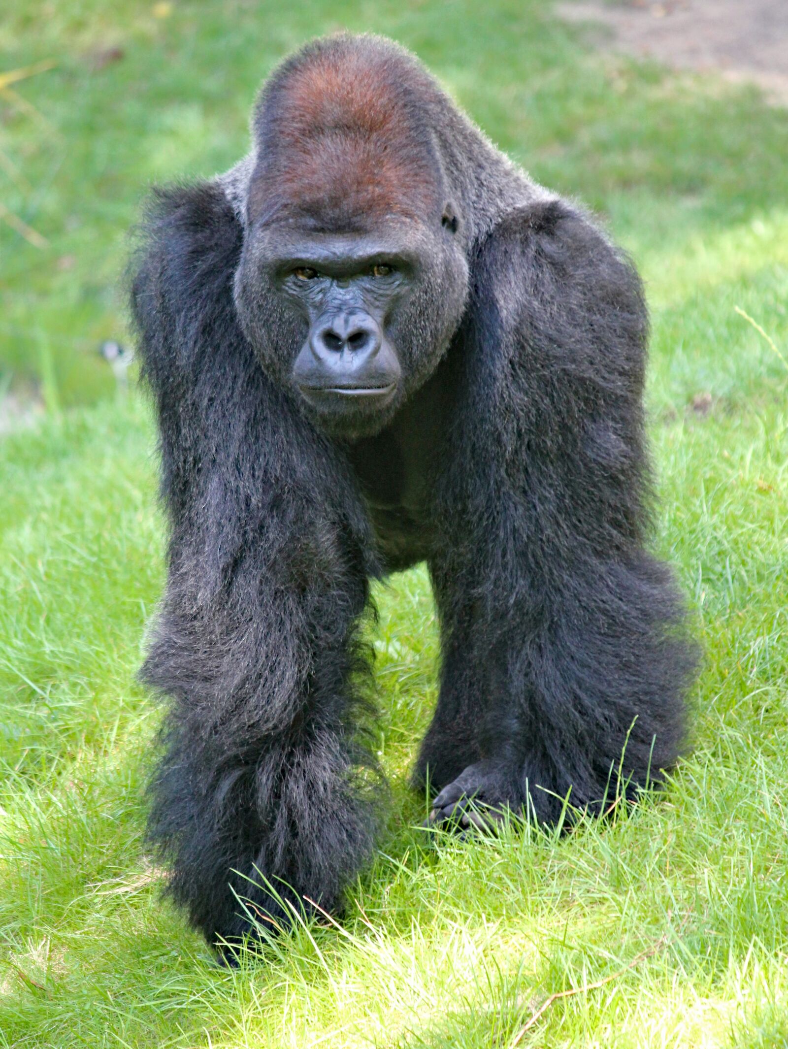 Canon EOS 550D (EOS Rebel T2i / EOS Kiss X4) sample photo. Gorilla, lowland, west photography