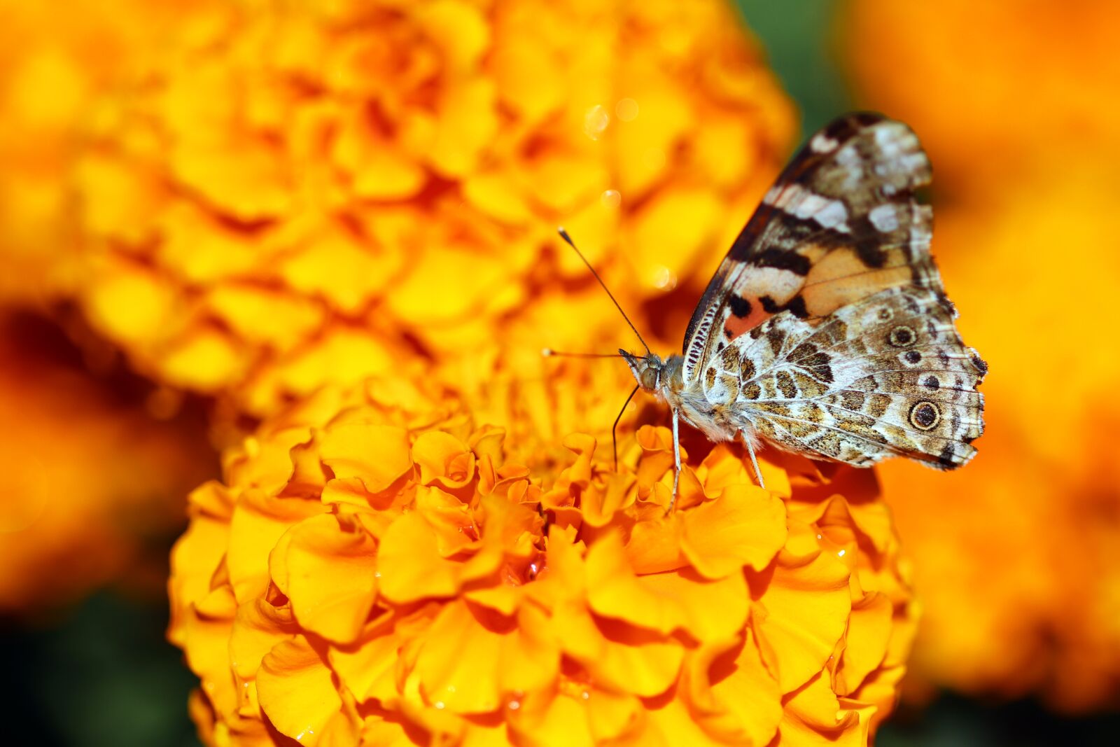 Canon EOS 800D (EOS Rebel T7i / EOS Kiss X9i) sample photo. Butterfly, flowers, insects photography