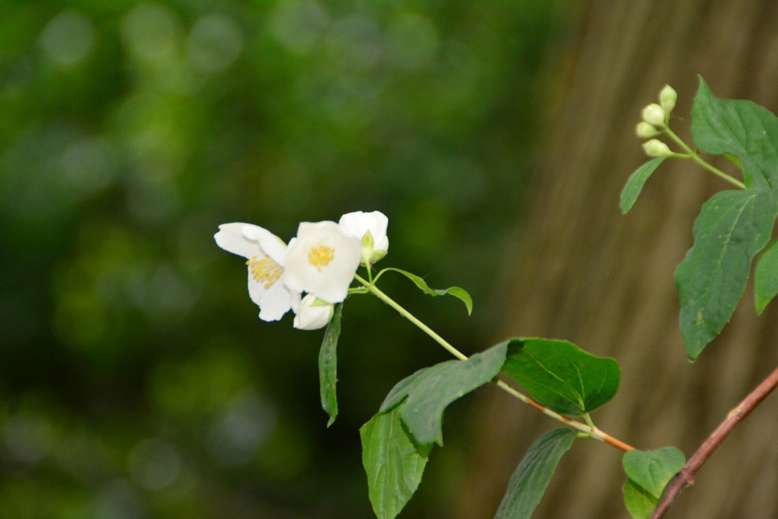 Nikon D5200 sample photo. Wiitte flower, nature, tree photography