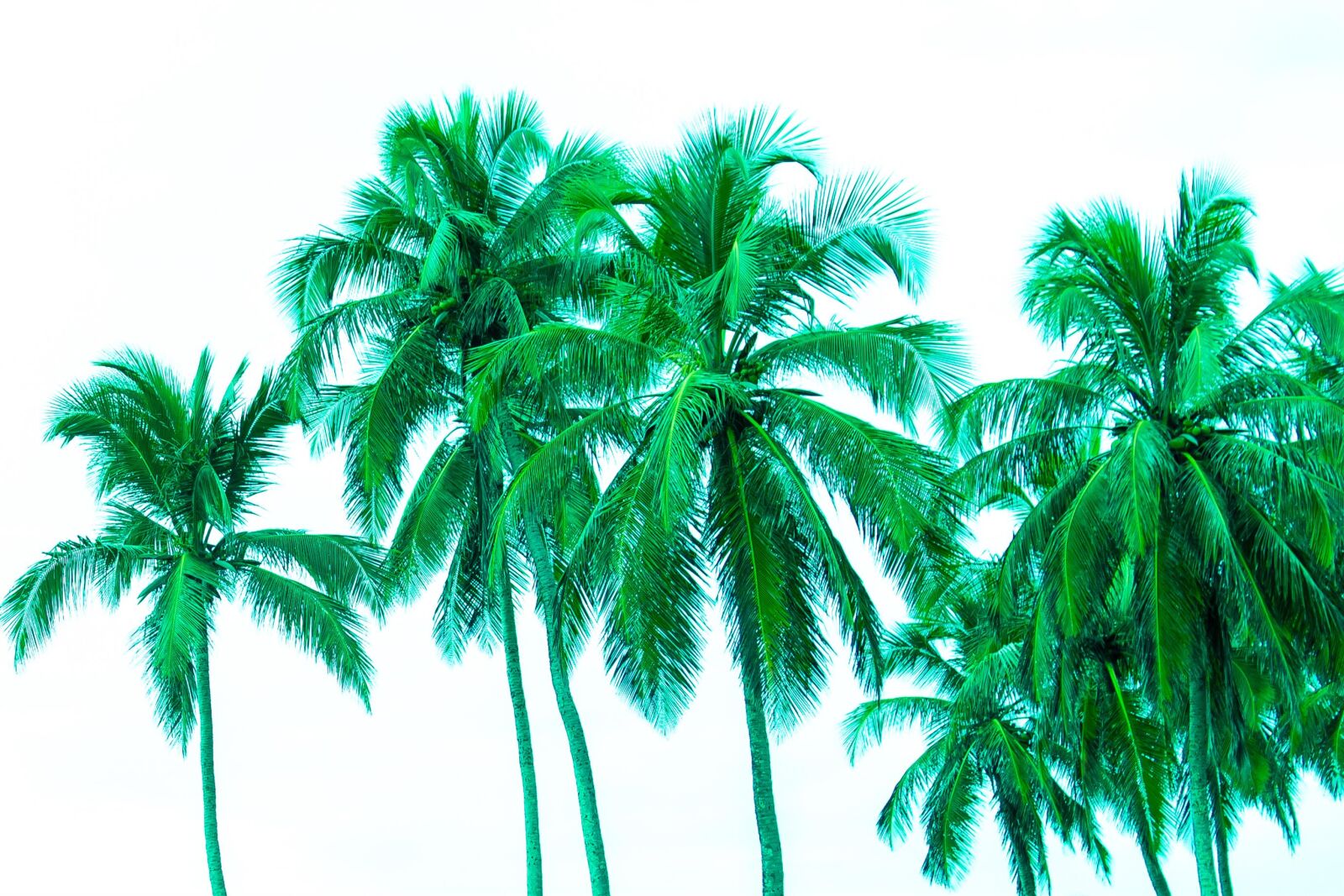 Nikon D3100 sample photo. Coqueiro, palmtree photography