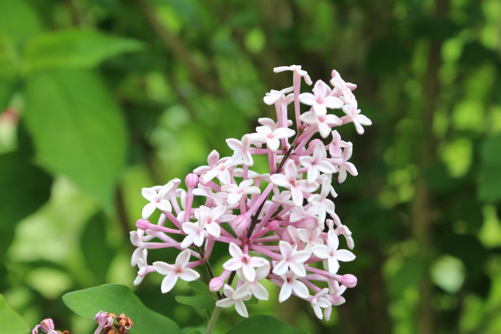 Canon EOS 1300D (EOS Rebel T6 / EOS Kiss X80) sample photo. Flower, nature, blossom photography