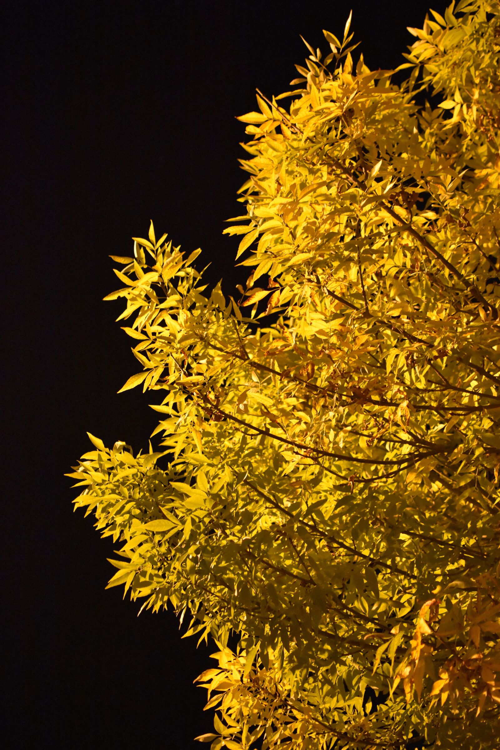 Nikon D7200 sample photo. Autumn, leaves, night photography