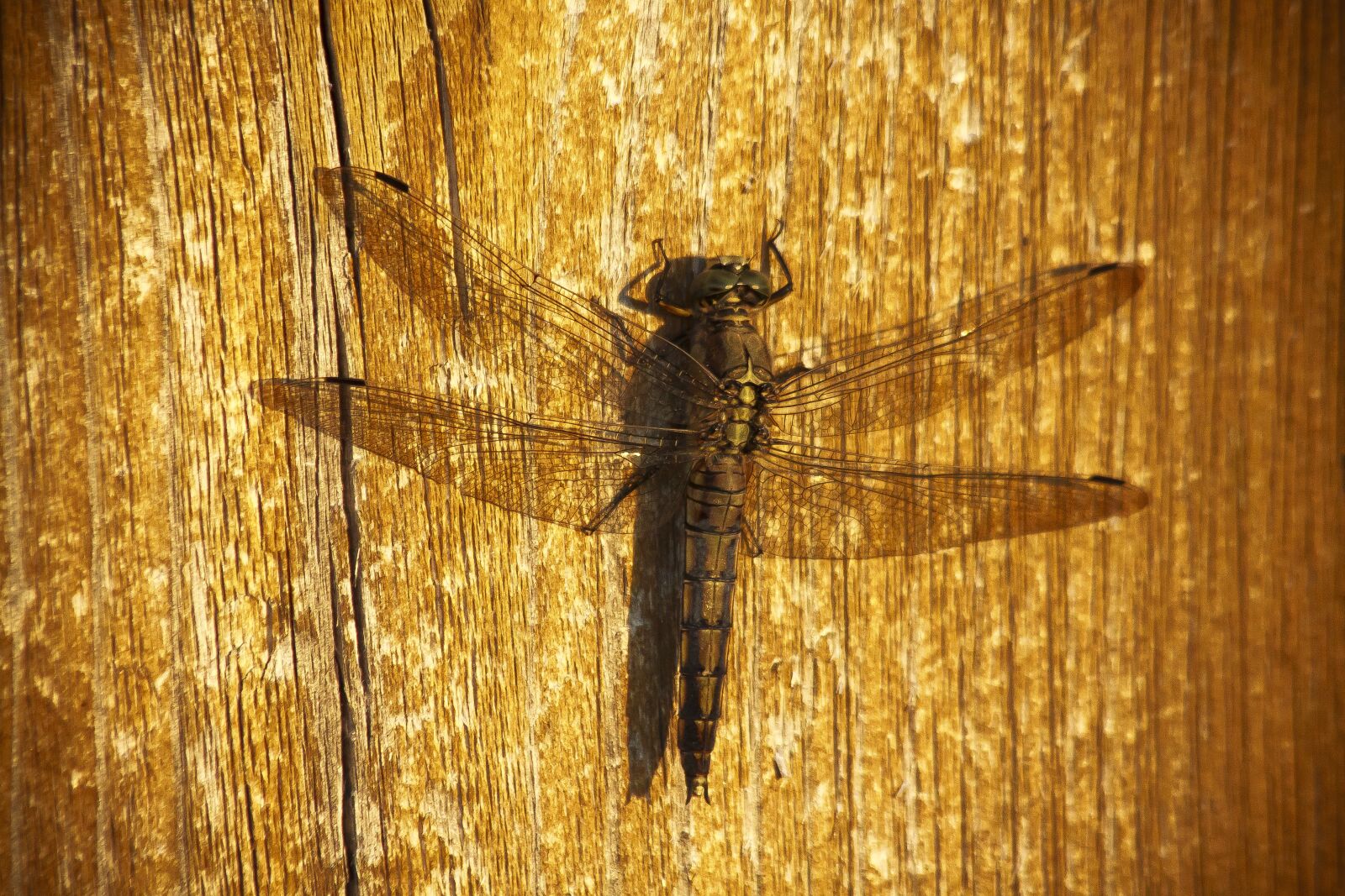 Canon EOS 50D sample photo. Dragonfly, evening light, shadow photography