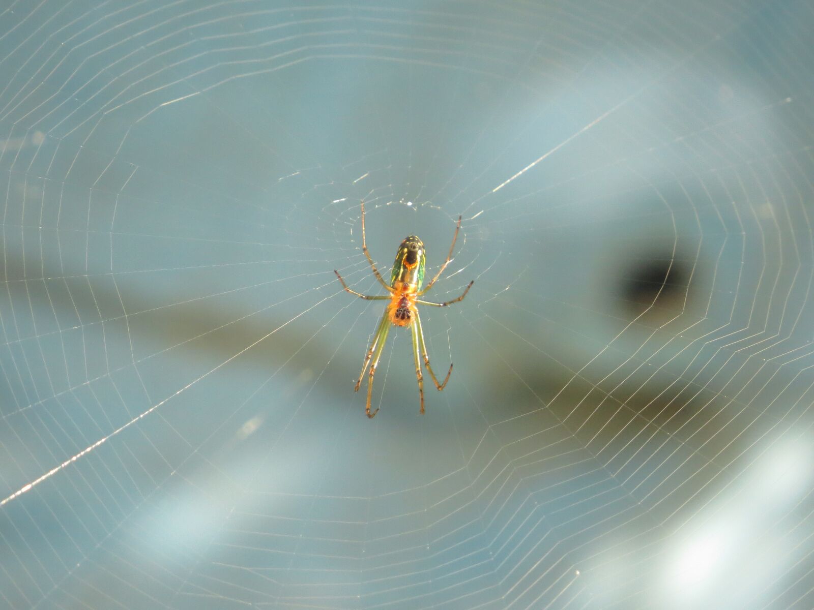 Canon PowerShot SX50 HS sample photo. Nature, insects, colombia photography