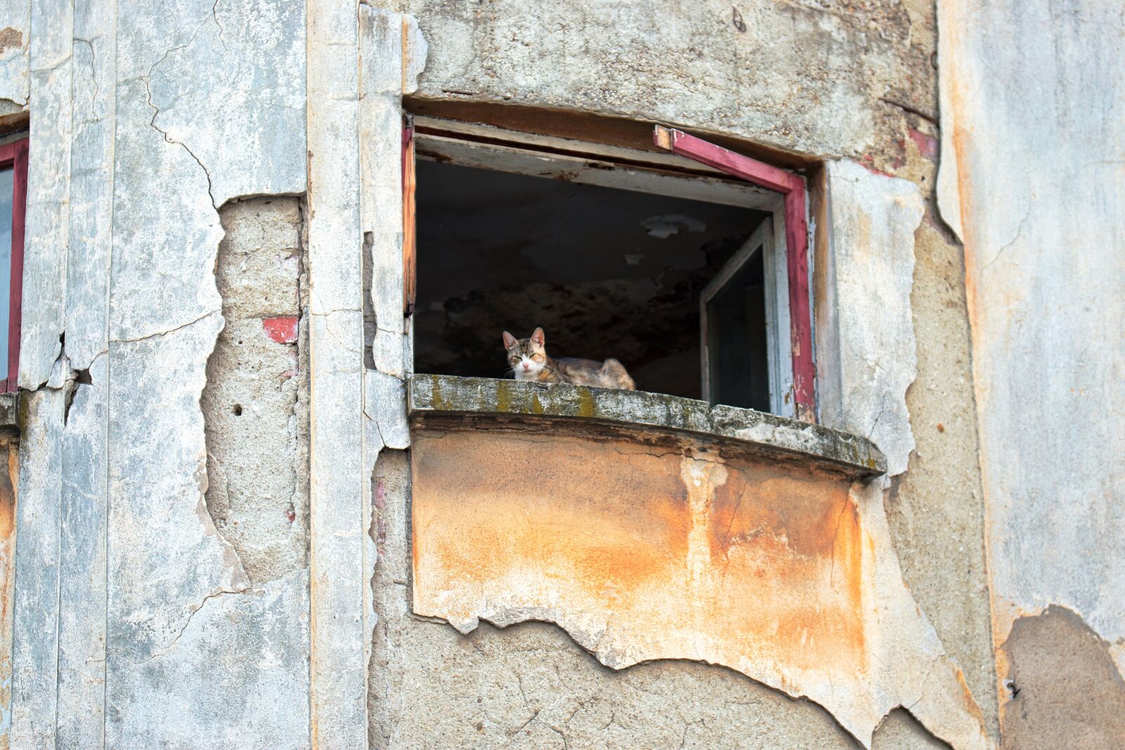 Nikon D5300 sample photo. Cat, seated, window photography