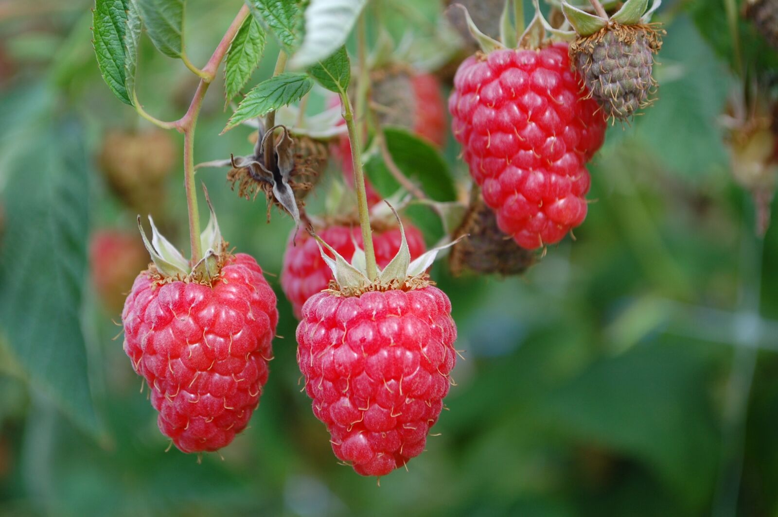 Nikon D40 sample photo. Raspberry, raspberries, fruit photography