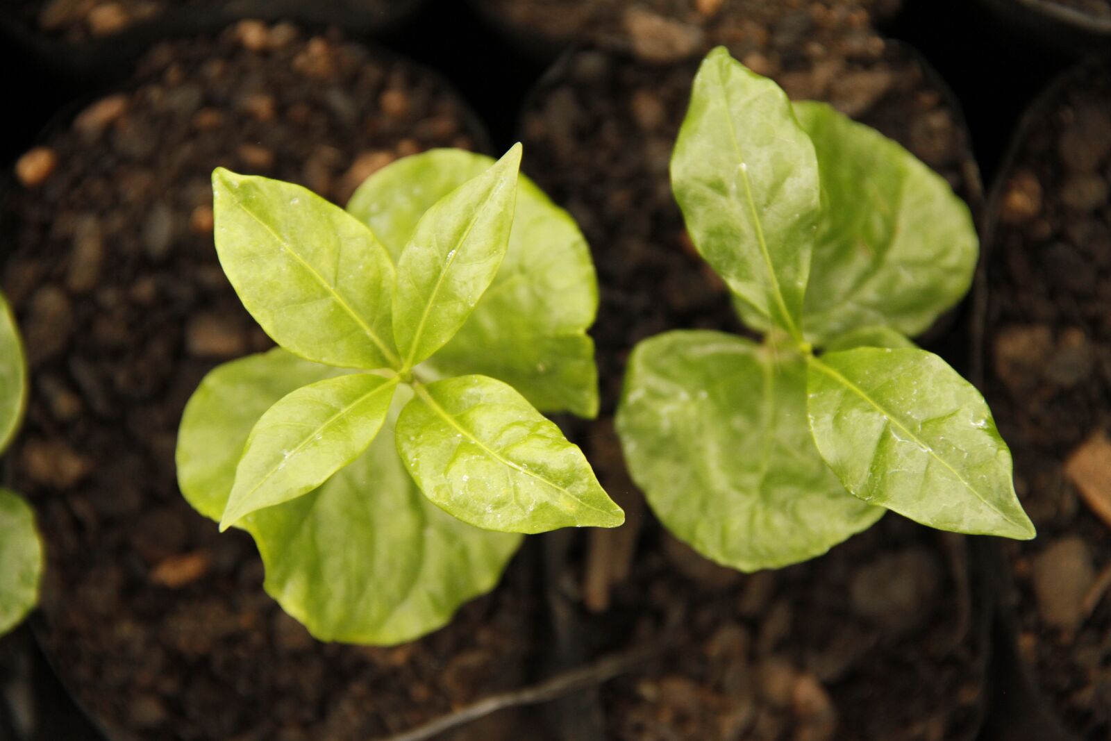 Canon EOS 7D sample photo. Plant, coffee, earth photography