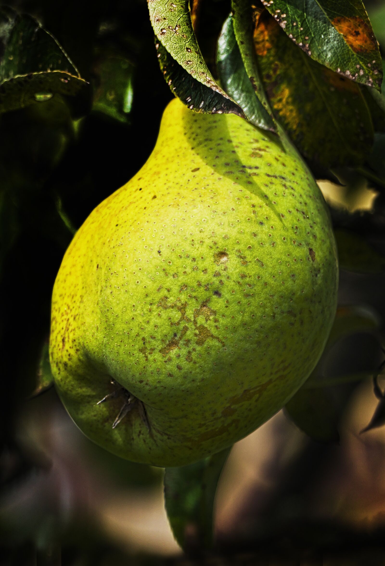 Panasonic Lumix DMC-FZ1000 sample photo. Pear, the last bulb photography