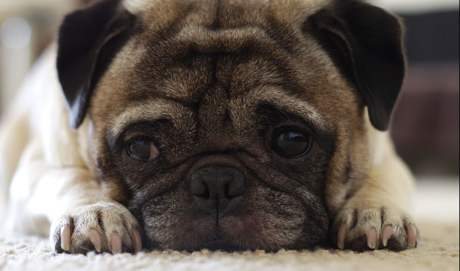 Pentax K-S2 sample photo. Pug, puppy, dog photography