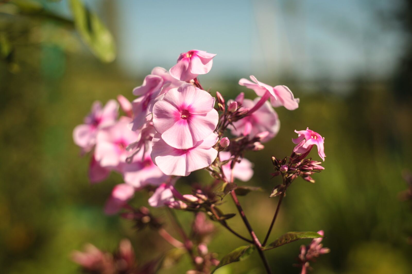 Canon EOS 5D Mark II sample photo. Flower, nature, plant photography