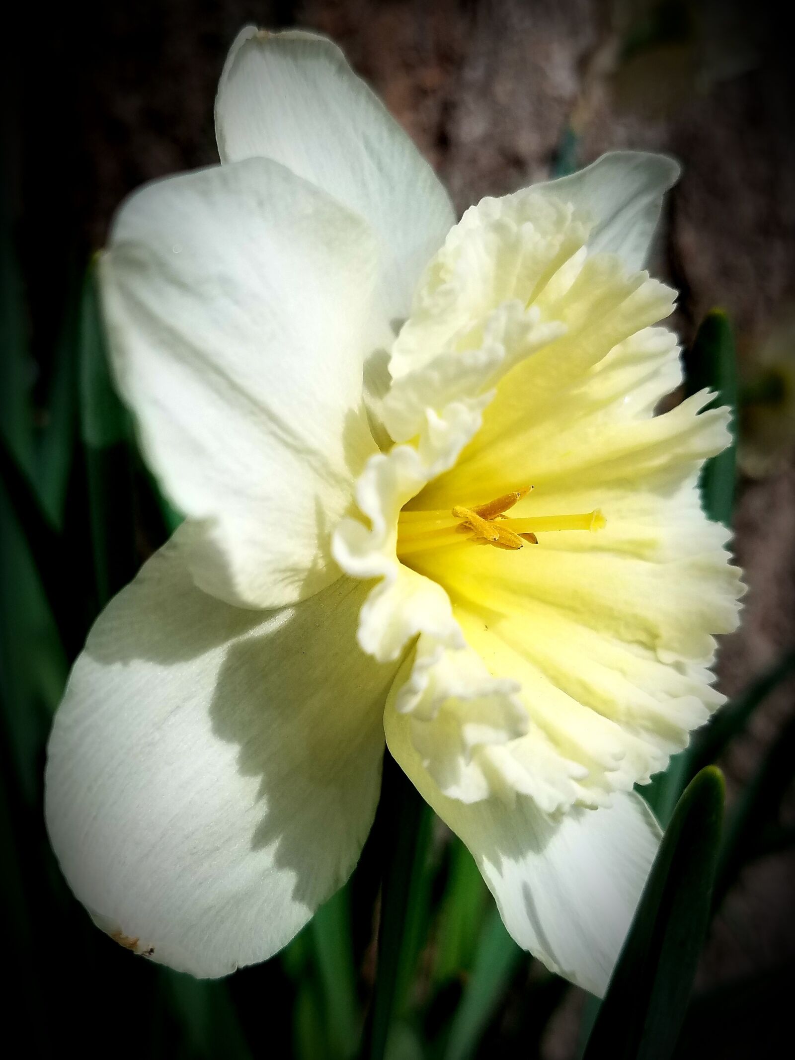 Samsung Galaxy S7 sample photo. Daffodil, spring, yellow photography