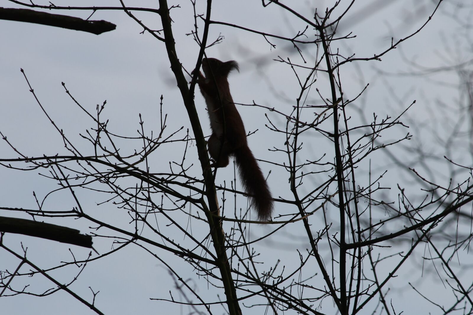 Canon EOS 1100D (EOS Rebel T3 / EOS Kiss X50) sample photo. Squirrel, silhouette, climb photography