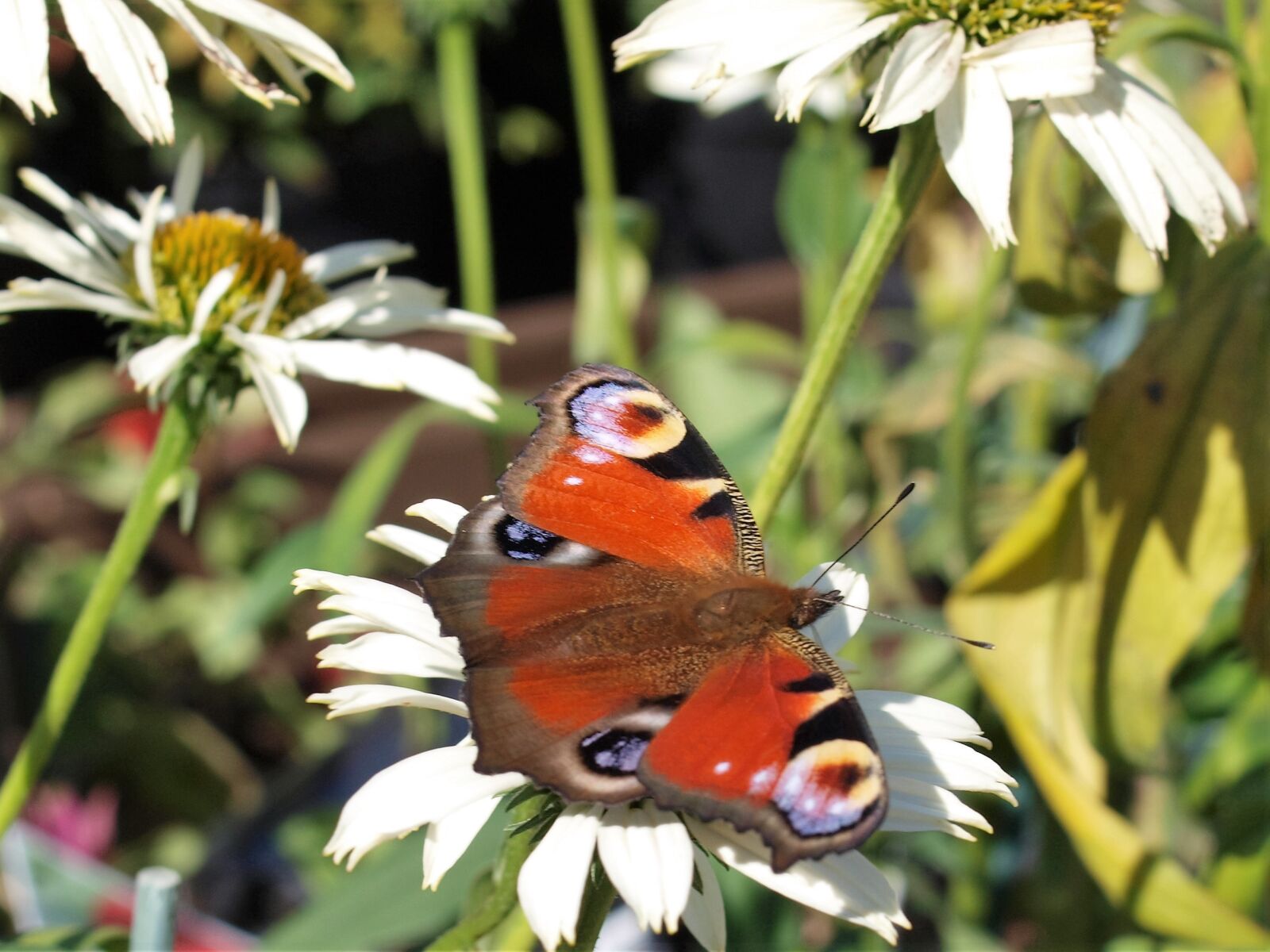 Olympus E-520 (EVOLT E-520) sample photo. Butterfly, flower, insect photography