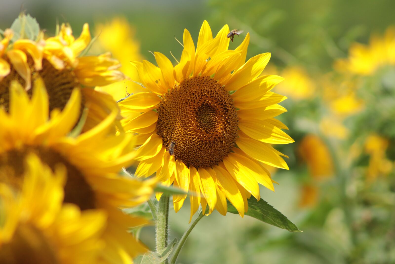 Canon EOS 200D (EOS Rebel SL2 / EOS Kiss X9) sample photo. Sunflower, agriculture, flora photography