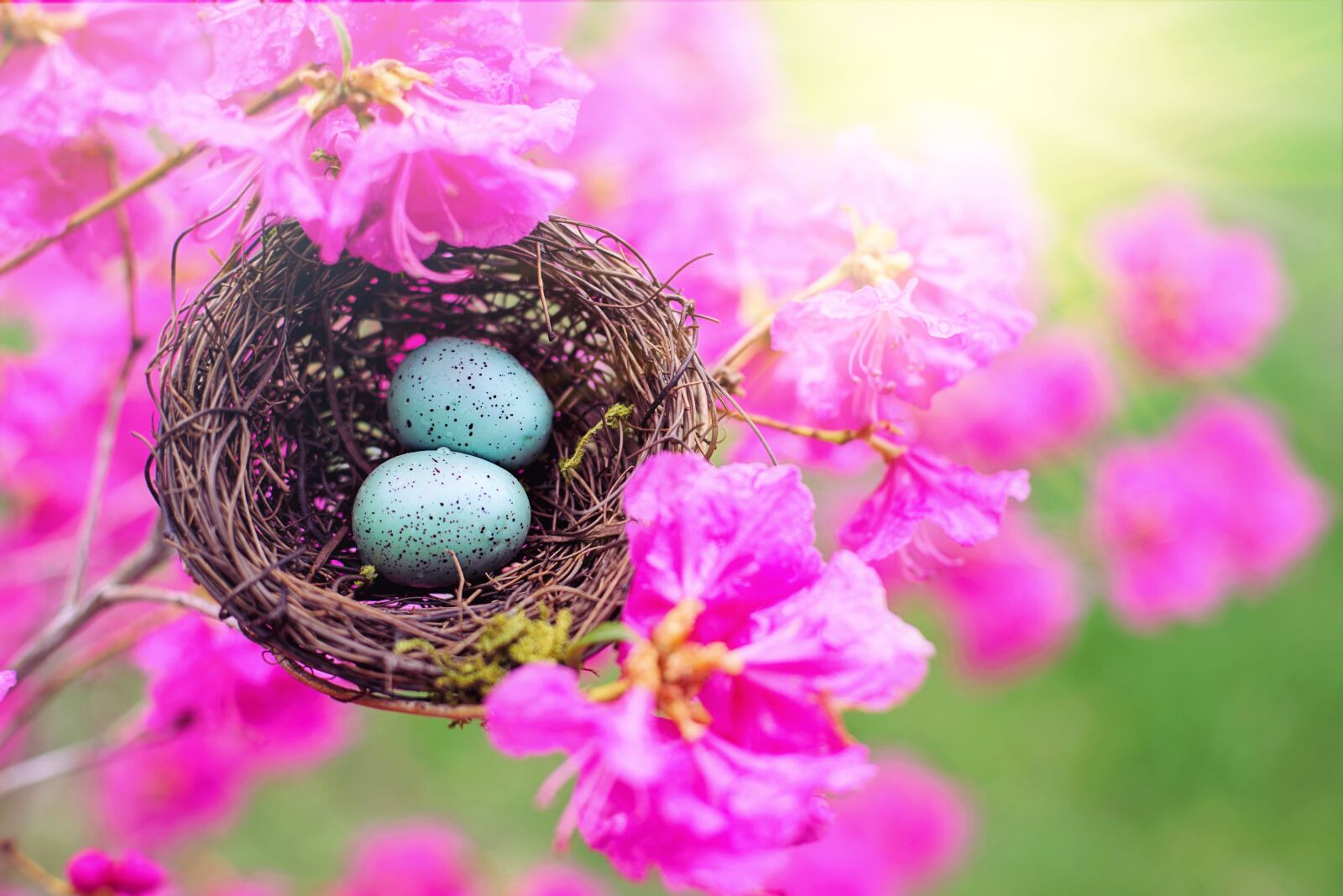 Canon EF 50mm F1.4 USM sample photo. Nest, robin nest, pink photography