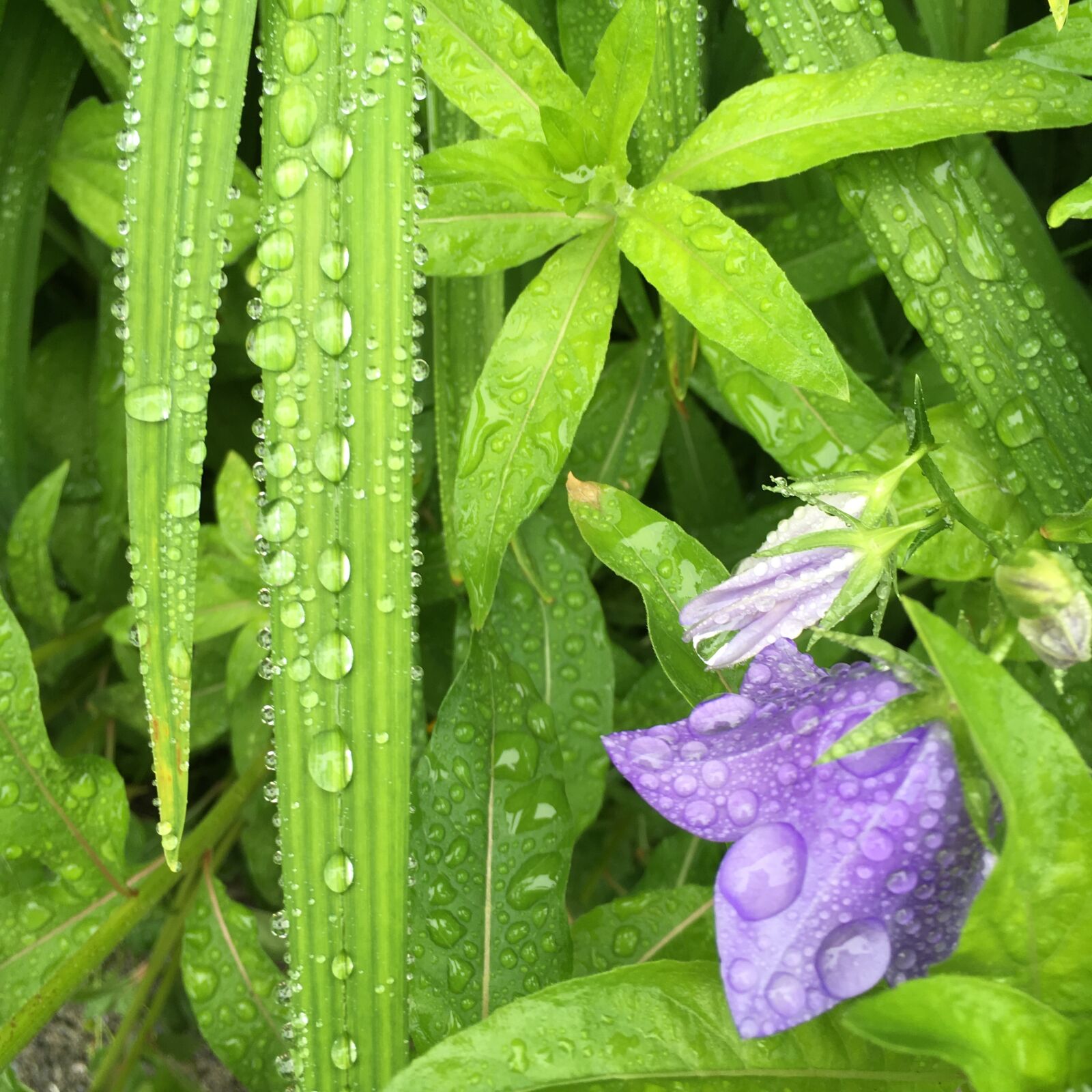 iPhone SE back camera 4.15mm f/2.2 sample photo. Raindrops, blossom, leaves photography