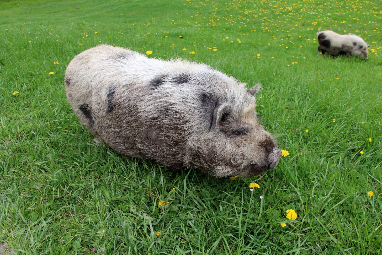 Canon EOS 70D sample photo. Animal, pig, meadow photography