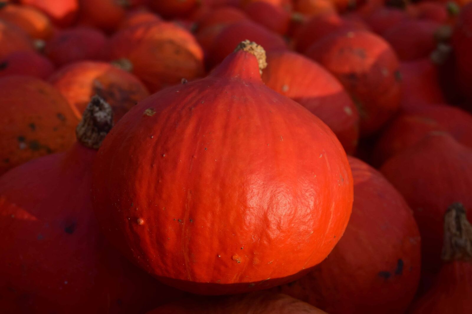 Nikon D3300 sample photo. Food, fruit, pumpkin, vegetable photography