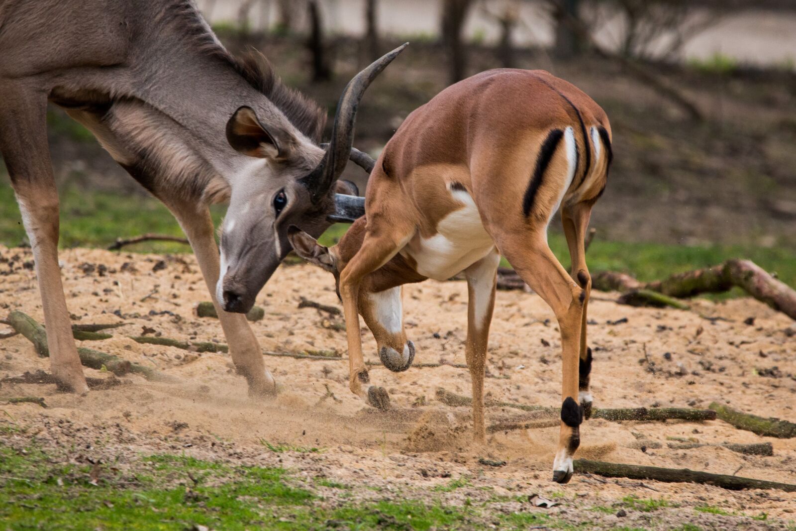 150-600mm F5-6.3 DG OS HSM | Contemporary 015 sample photo. Large kudu, antelope, africa photography