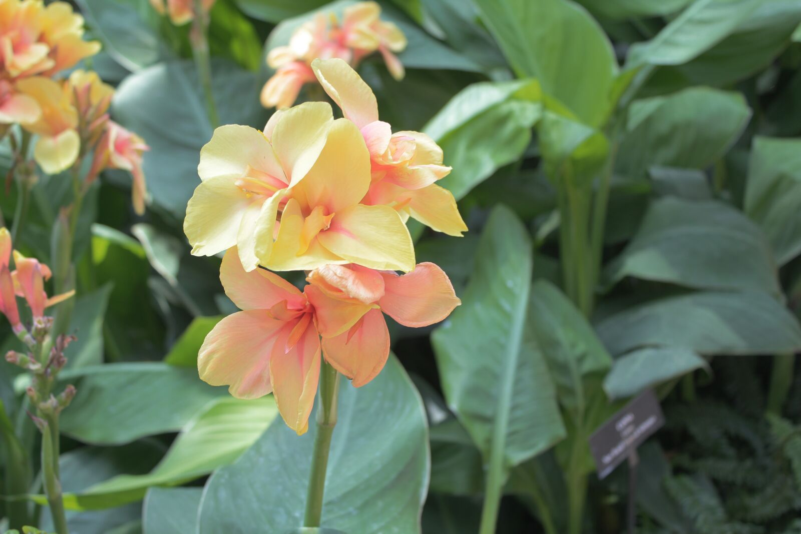 Canon EOS 550D (EOS Rebel T2i / EOS Kiss X4) sample photo. Flowers, green, yellow photography