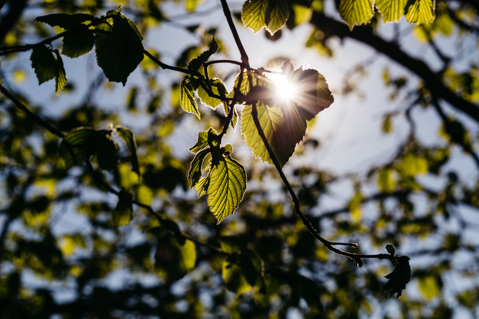 Canon EF 85mm F1.8 USM sample photo. Blur, branches, close, up photography