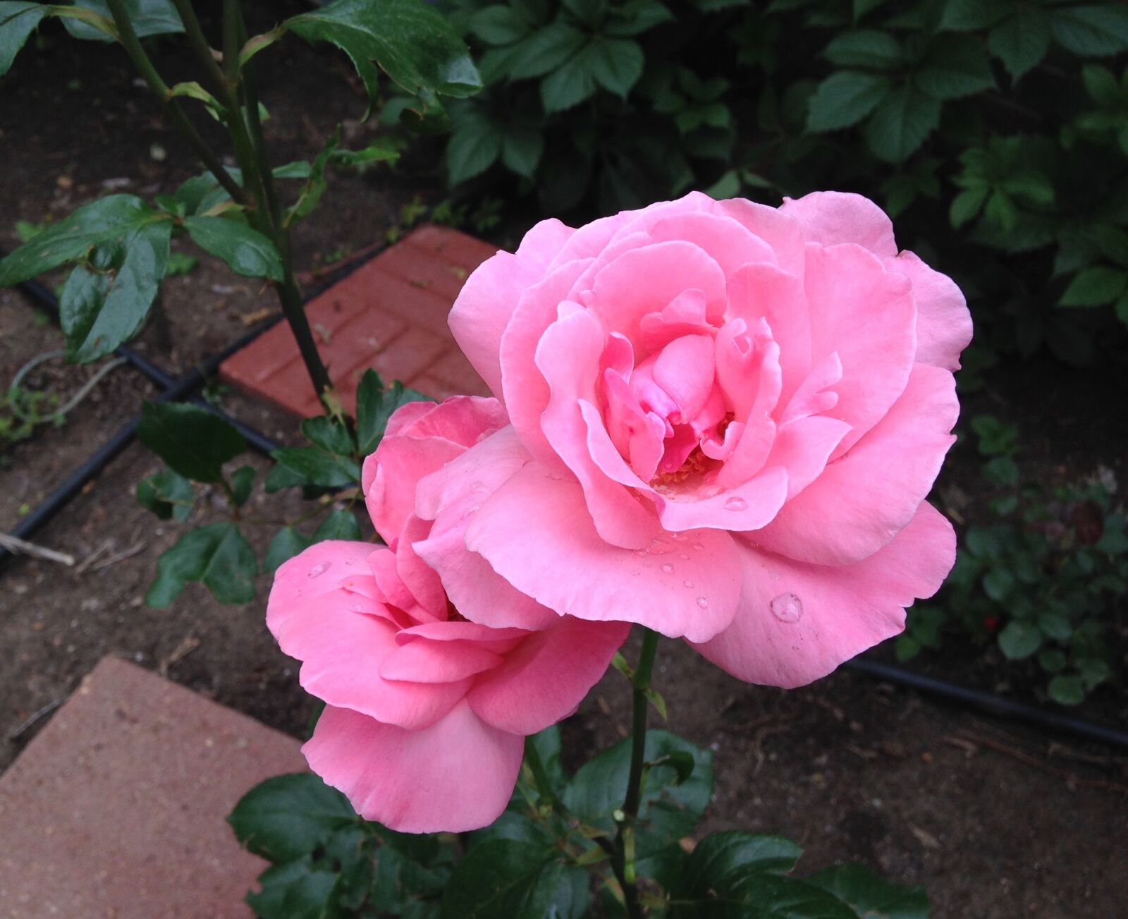 iPhone 5c back camera 4.12mm f/2.4 sample photo. Pink, roses, dewdrops photography