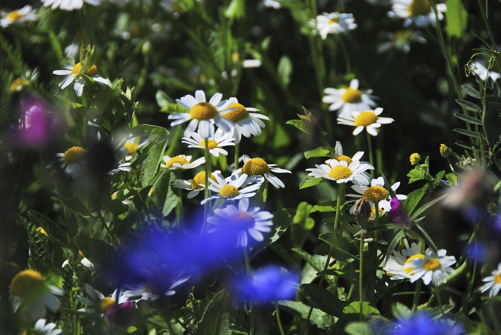 Nikon D80 sample photo. Meadow, wild flowers, plant photography