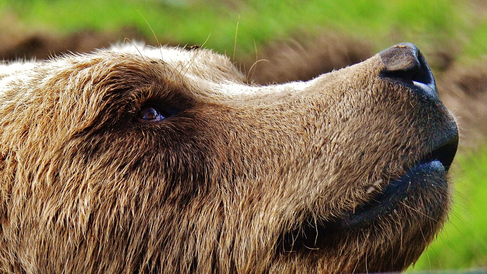 Nikon D3200 sample photo. European brown bear, wild photography