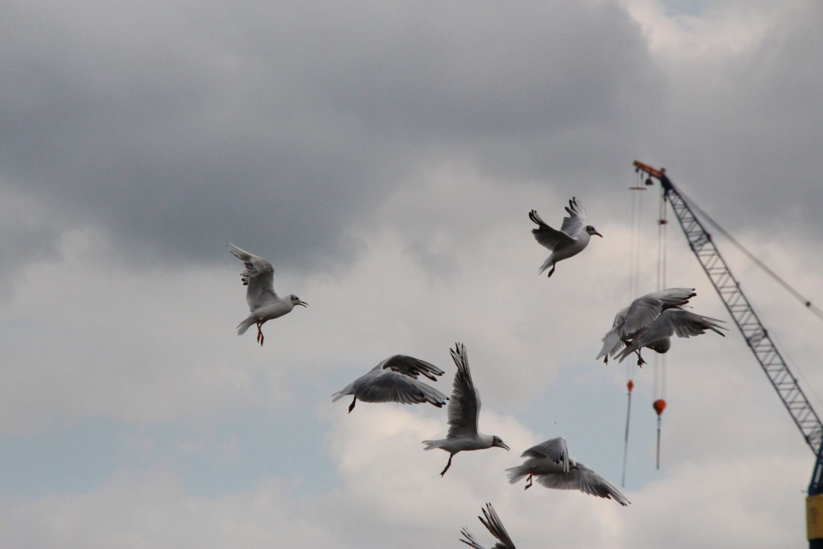 Canon EOS 650D (EOS Rebel T4i / EOS Kiss X6i) sample photo. Seagull, flying, flight photography