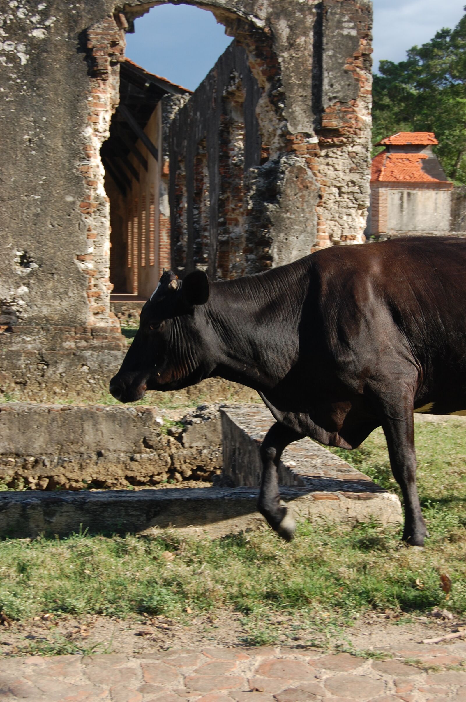 Nikon D40 sample photo. Nigua, cow, wild photography