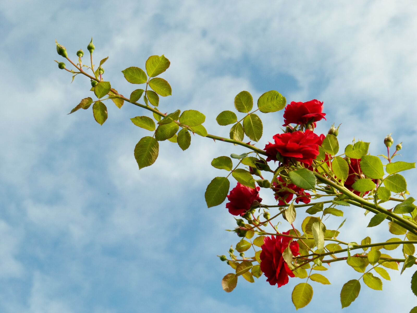Panasonic DMC-FZ62 sample photo. Rose, red, nature photography