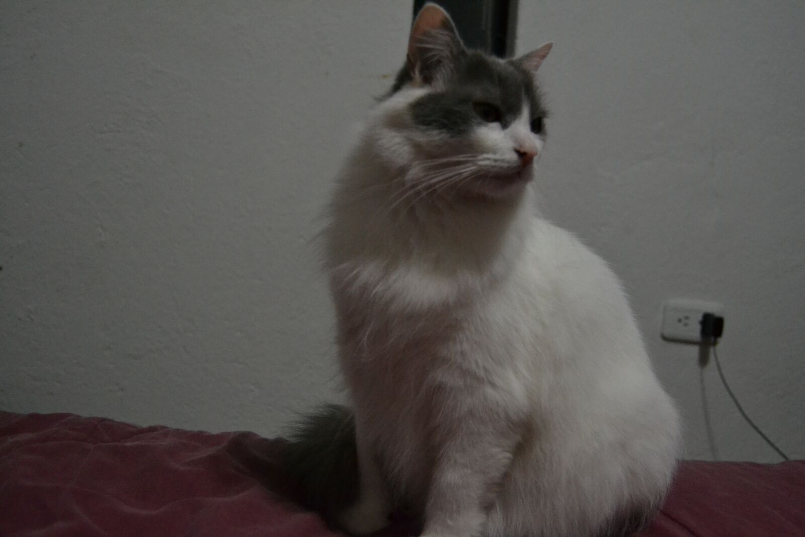 Nikon D3100 sample photo. Gato, blanco, mascota photography