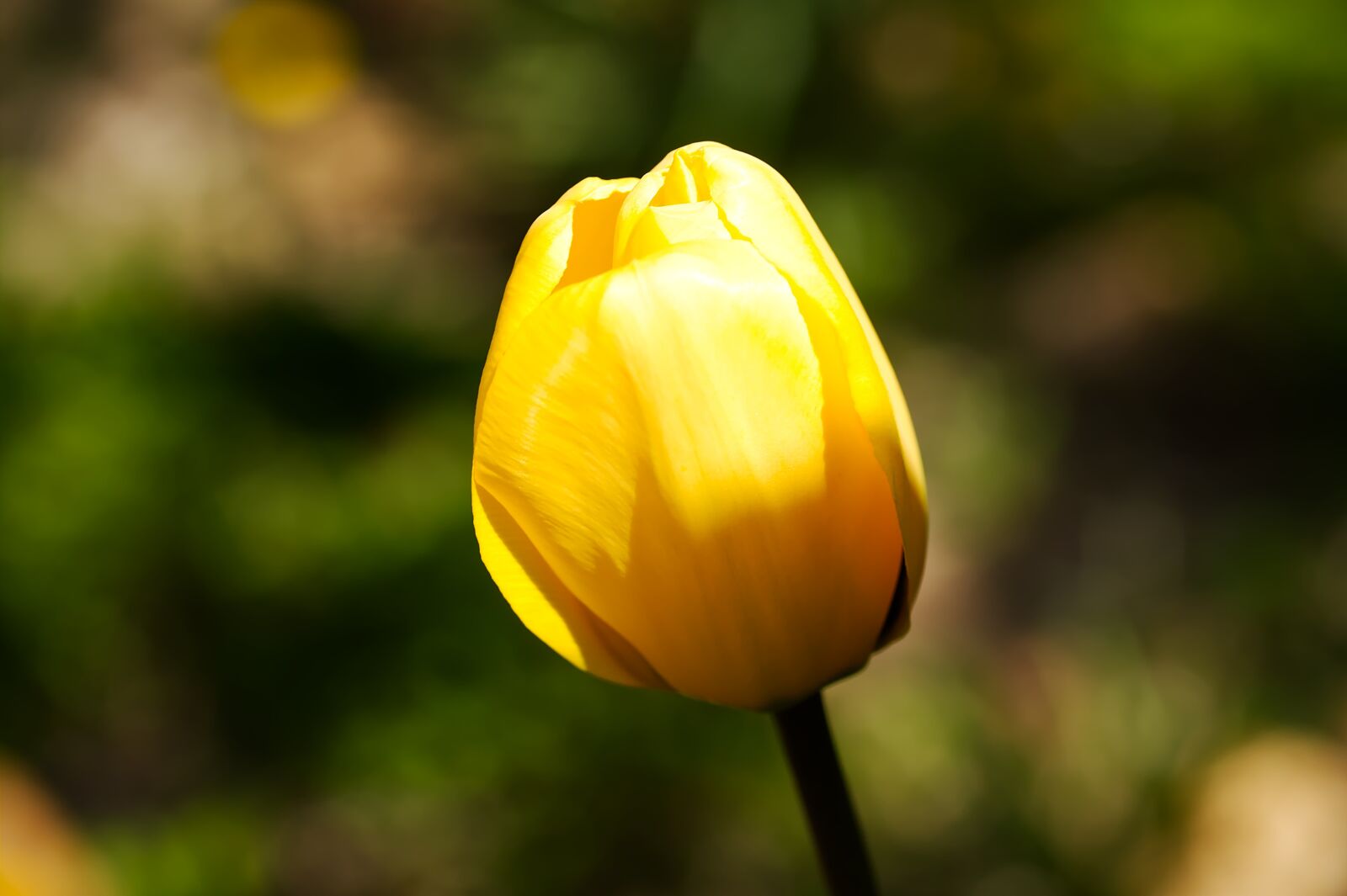 Canon EOS 450D (EOS Rebel XSi / EOS Kiss X2) sample photo. Bleed, tulip, flowers photography