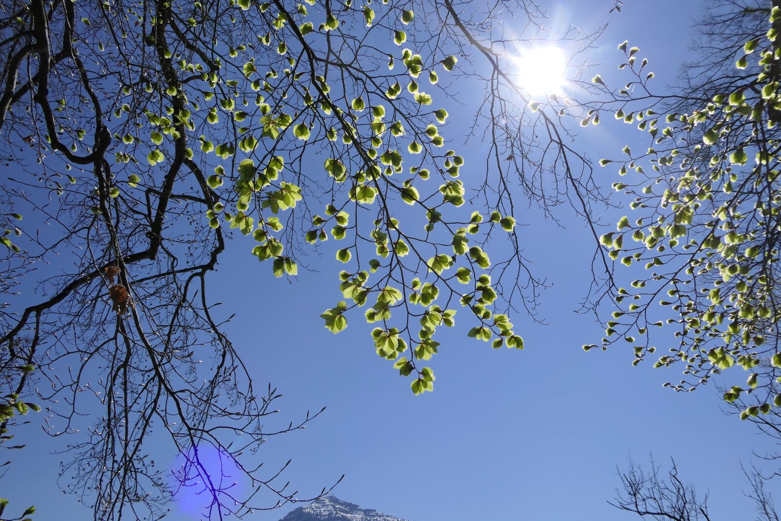 Panasonic Lumix DMC-FZ2500 (Lumix DMC-FZ2000) sample photo. Spring, sun, sky photography