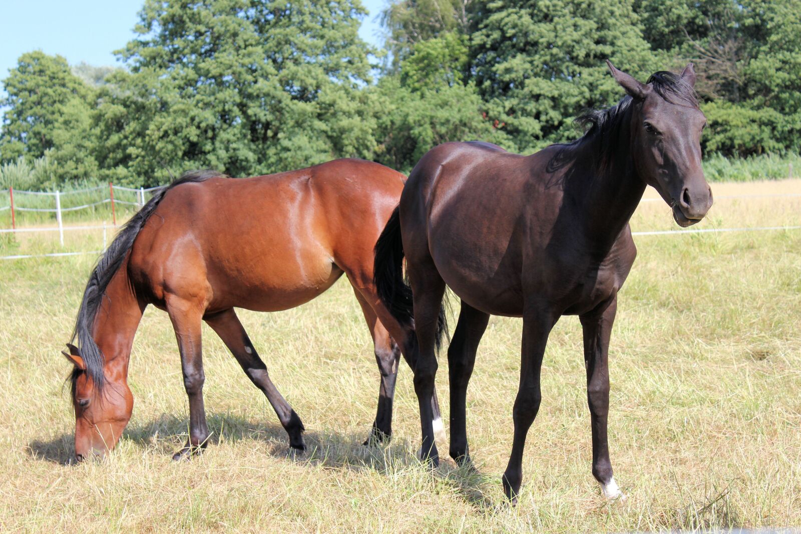 Canon EOS 600D (Rebel EOS T3i / EOS Kiss X5) sample photo. Horse, pony, foal photography