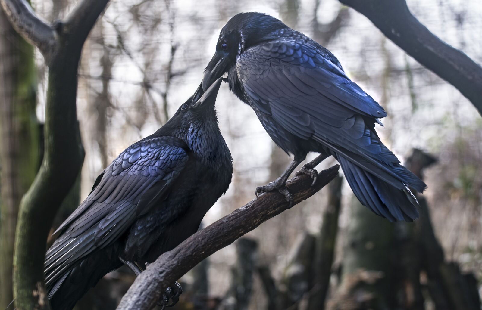 Nikon D800E sample photo. Dig, love, bird photography