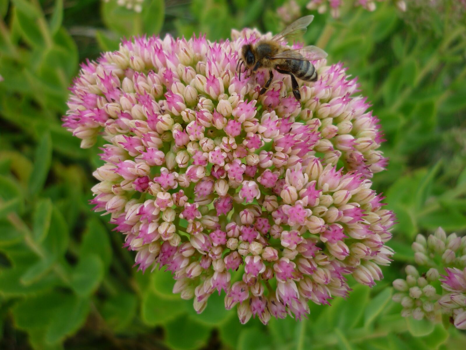 Panasonic Lumix DMC-FS6 sample photo. Stonecrop, flower, many photography