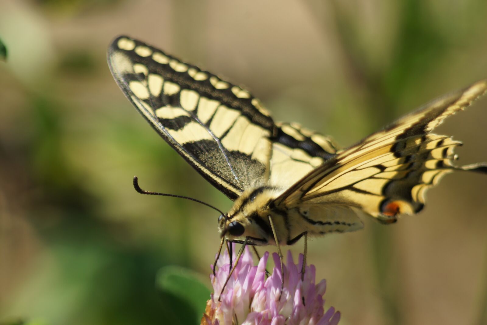 Sony Alpha DSLR-A500 sample photo. Butterfly, wing, summer photography
