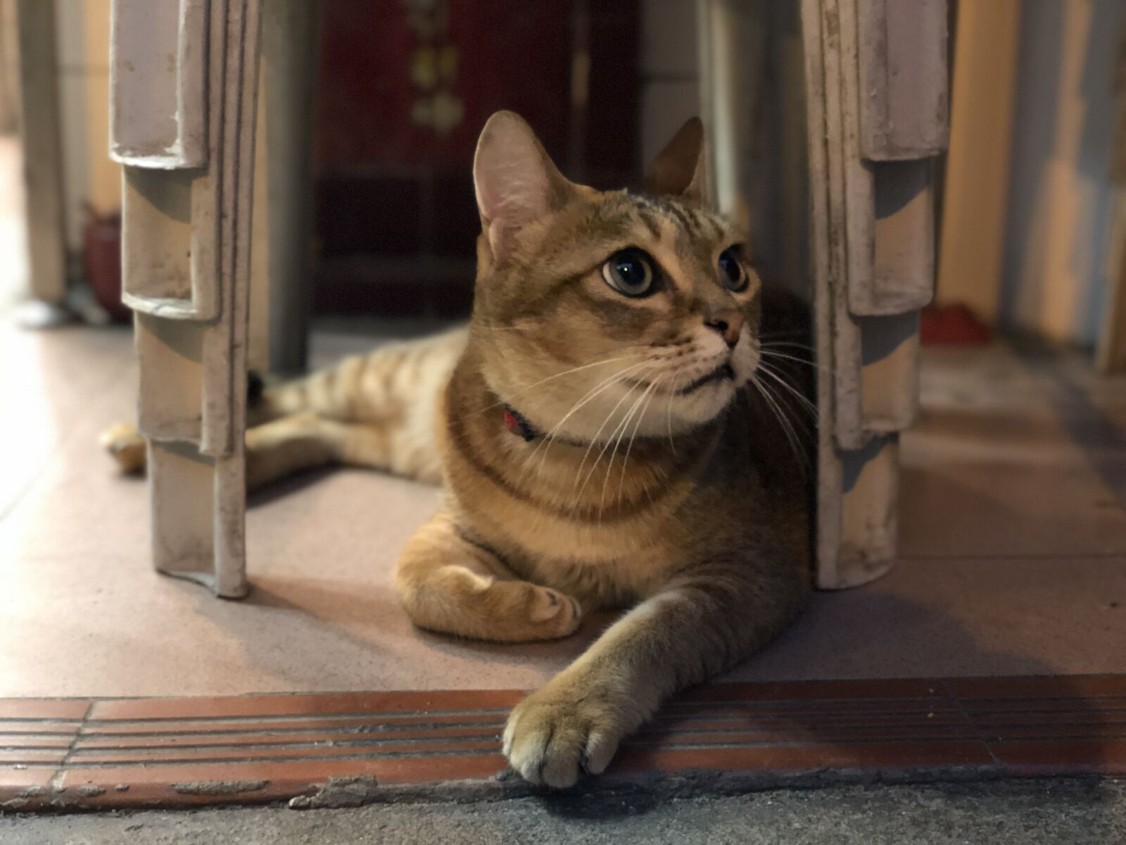 iPhone X back dual camera 6mm f/2.4 sample photo. Cat photography