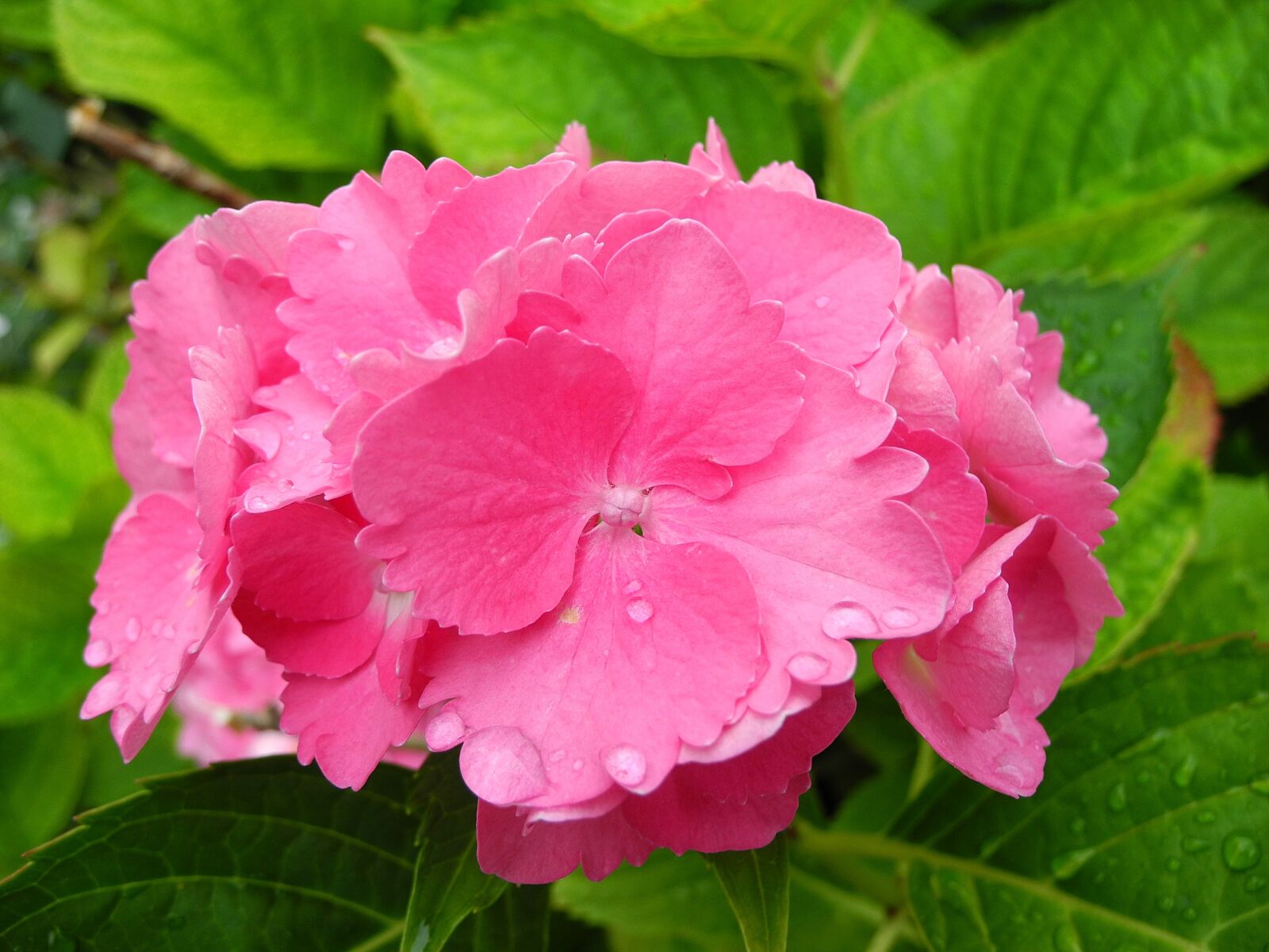 Nikon Coolpix P7000 sample photo. Hydrangea, flower, pink hydrangea photography