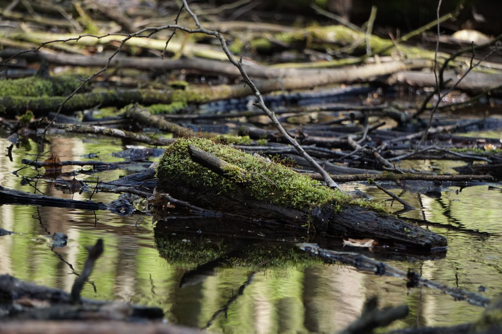 Sony a6000 sample photo. Moss, waters, nature photography